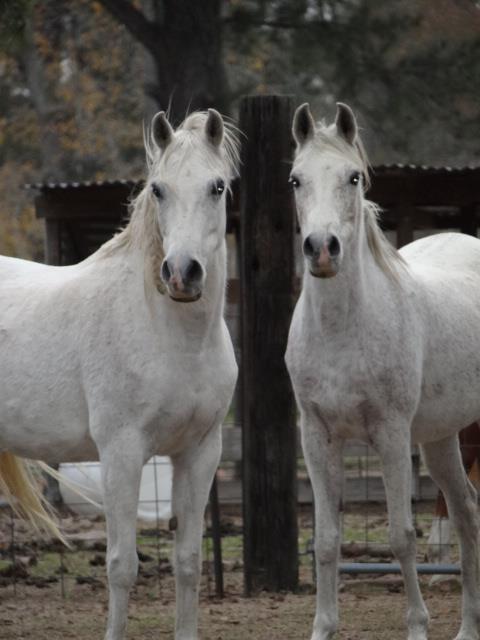 Confetti CF and Provance CF, gray Davenport Arabian mares